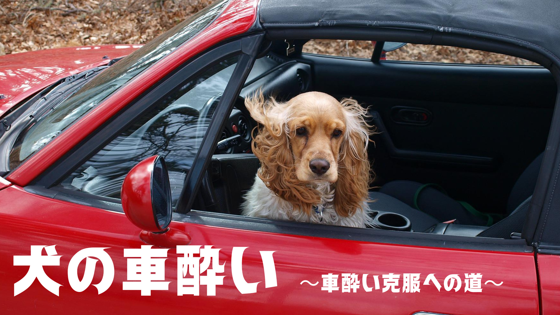 犬の車酔い 車酔い克服への道 わんブロ